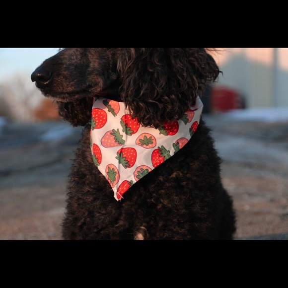 ~Fruit Bandannas~ dogs up to 60 lbs..gender-neutral - Picture 1 of 4
